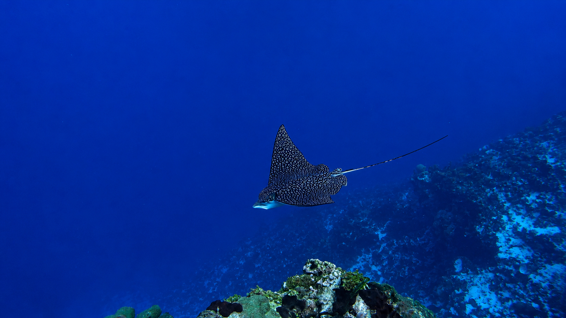 A spotted eagle ray passing close to the reef