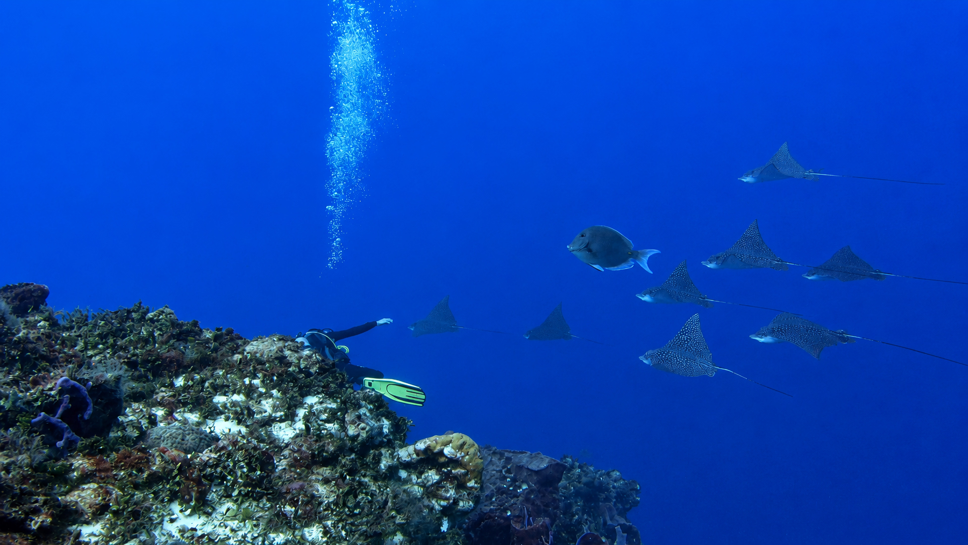 Cantarell Reef marine life and underwater scenery