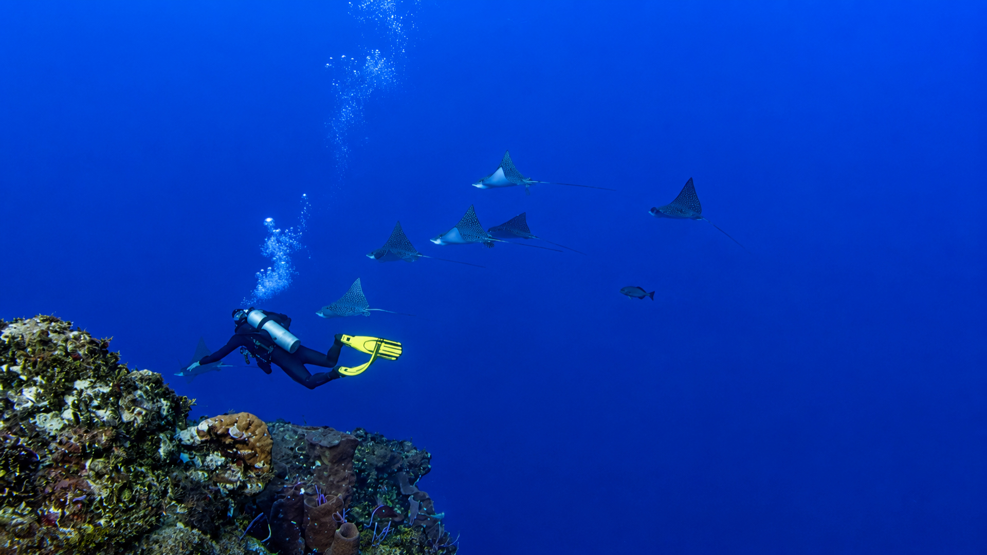 Cantarell Reef marine life and underwater scenery