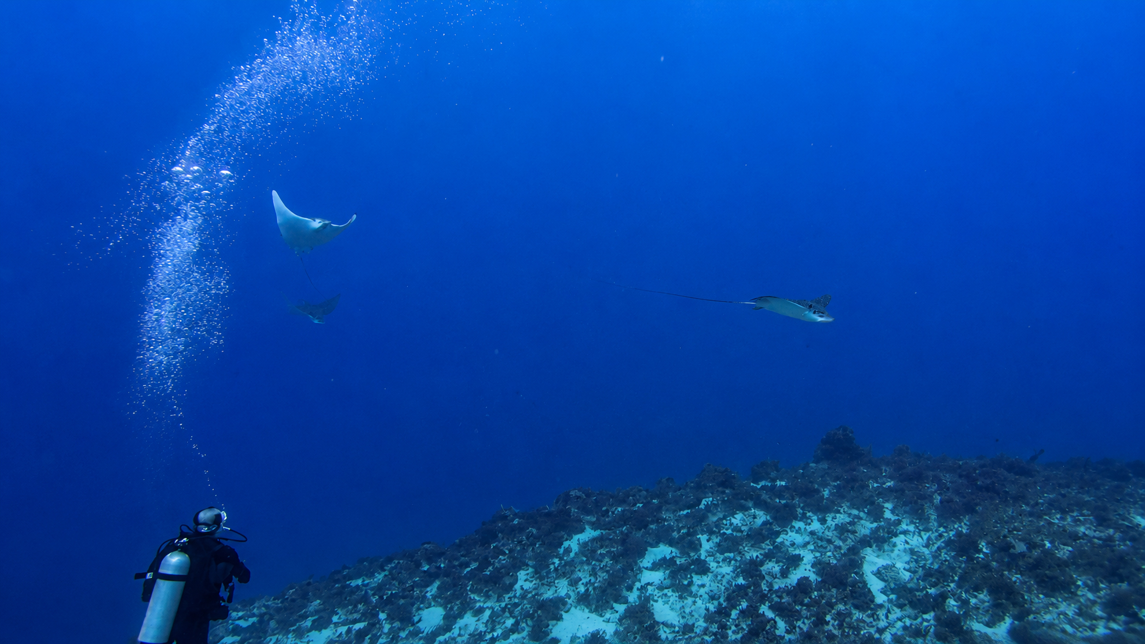 Cantarell Reef marine life and underwater scenery