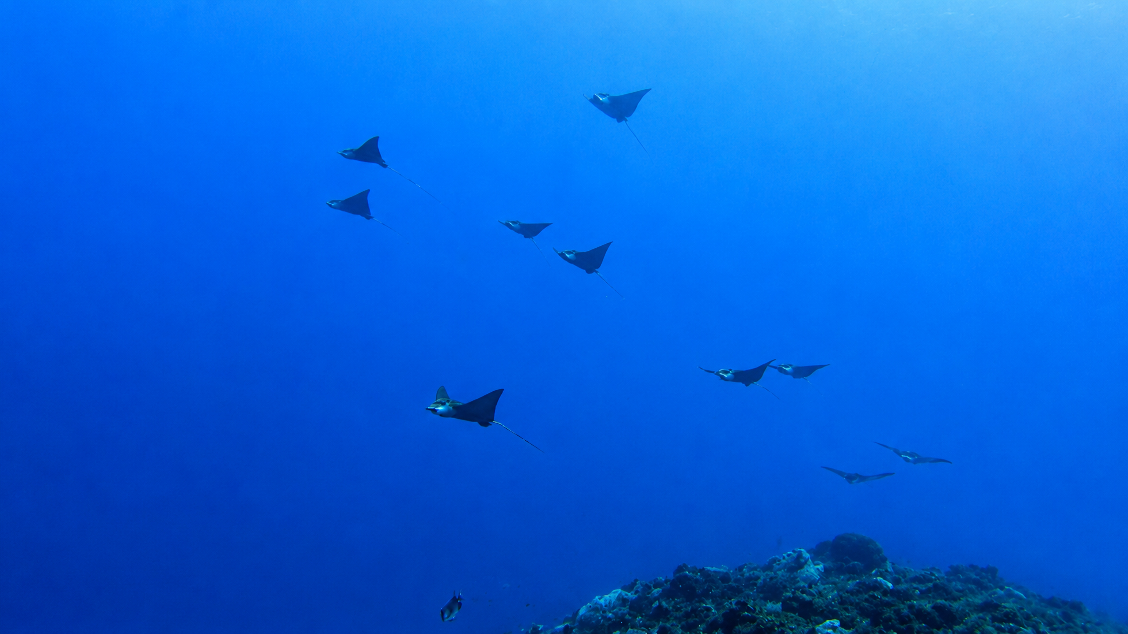 Cantarell Reef marine life and underwater scenery