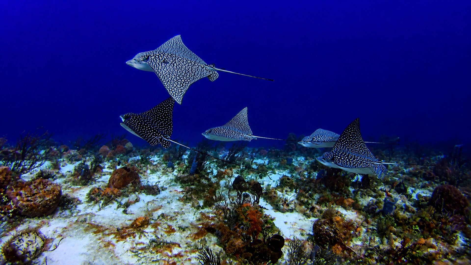 Cantarell Reef marine life and underwater scenery