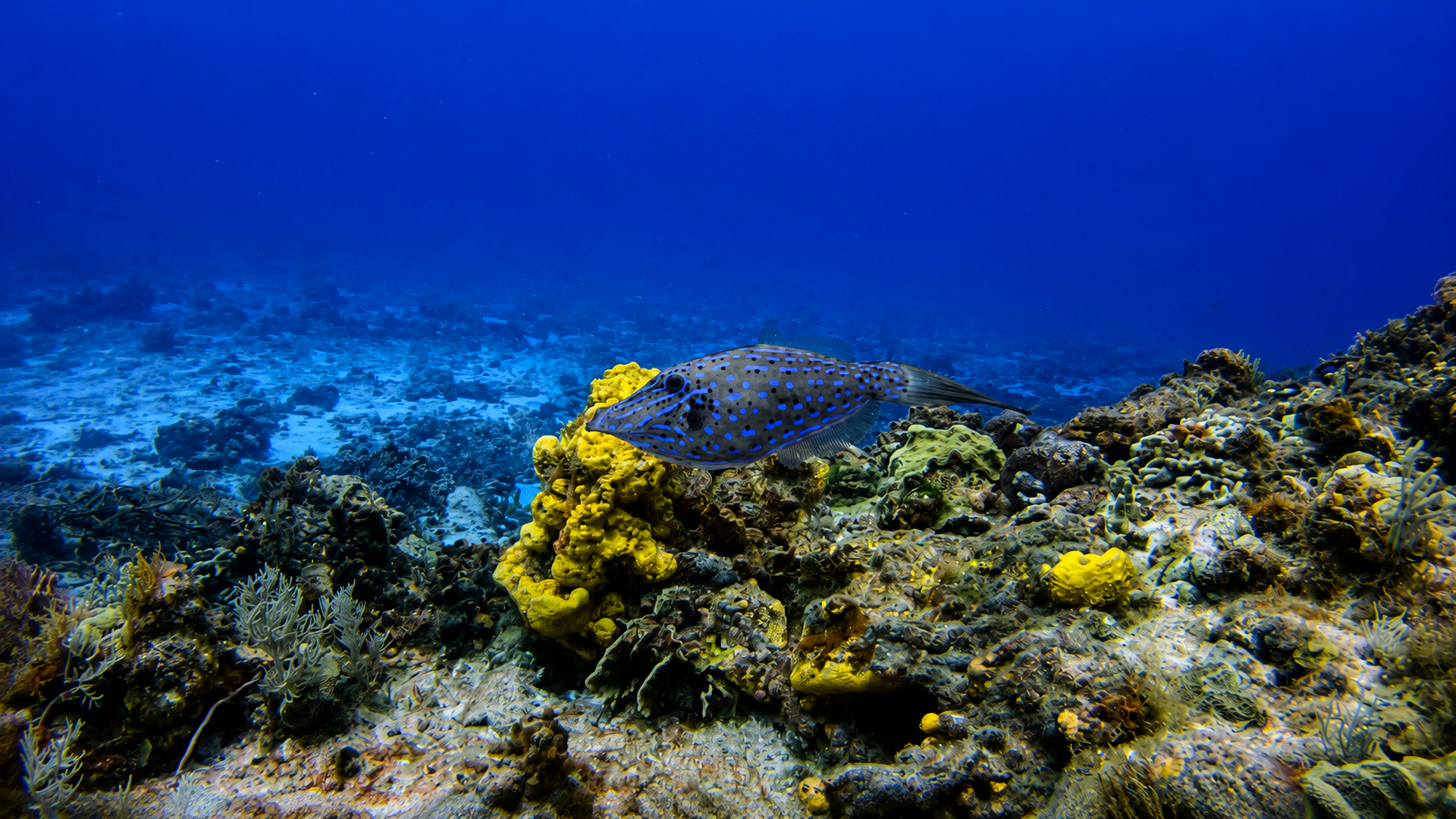 Scrawled filefish above yellow sponge on the reef