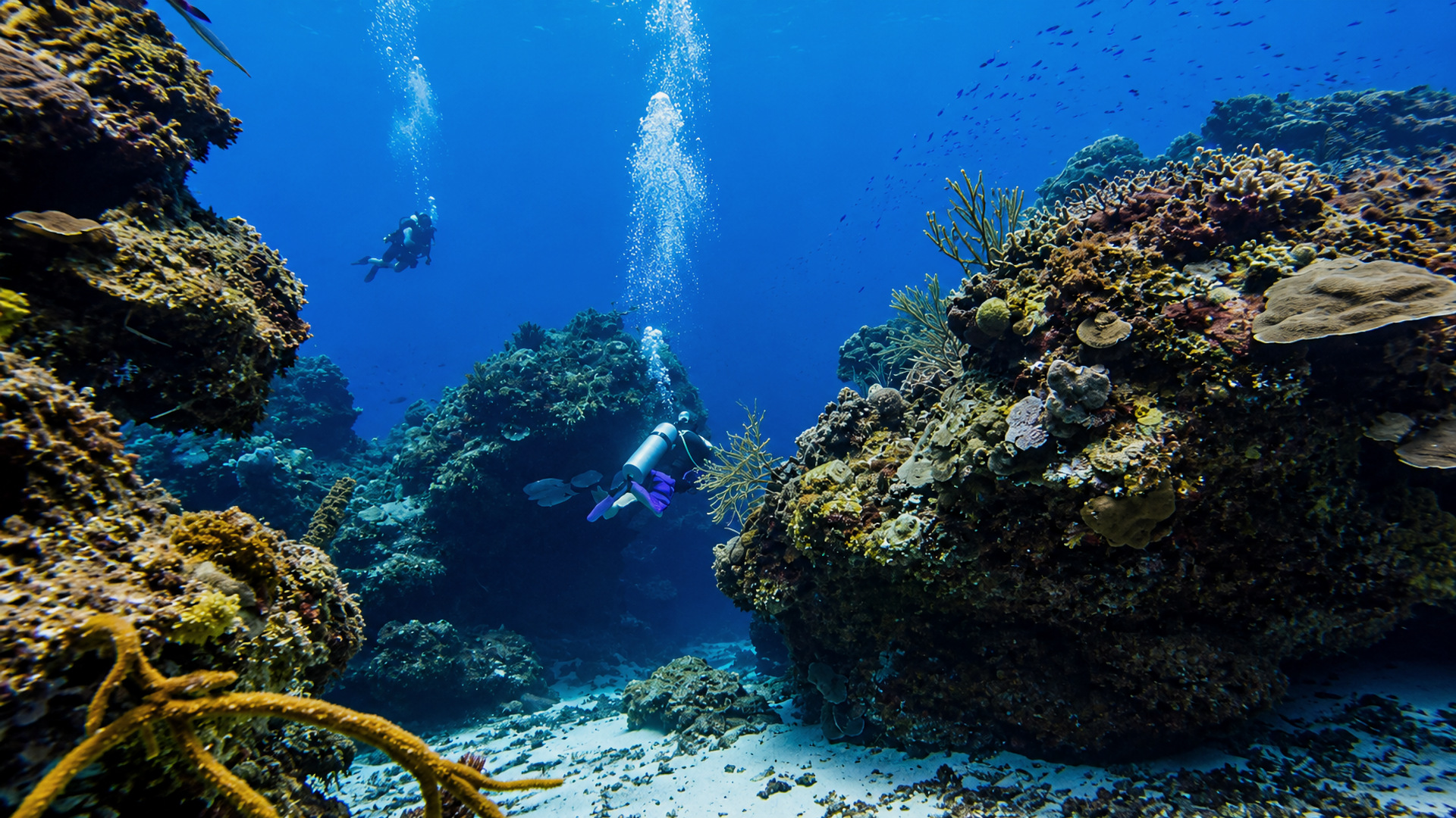 Dalila Reef in Cozumel