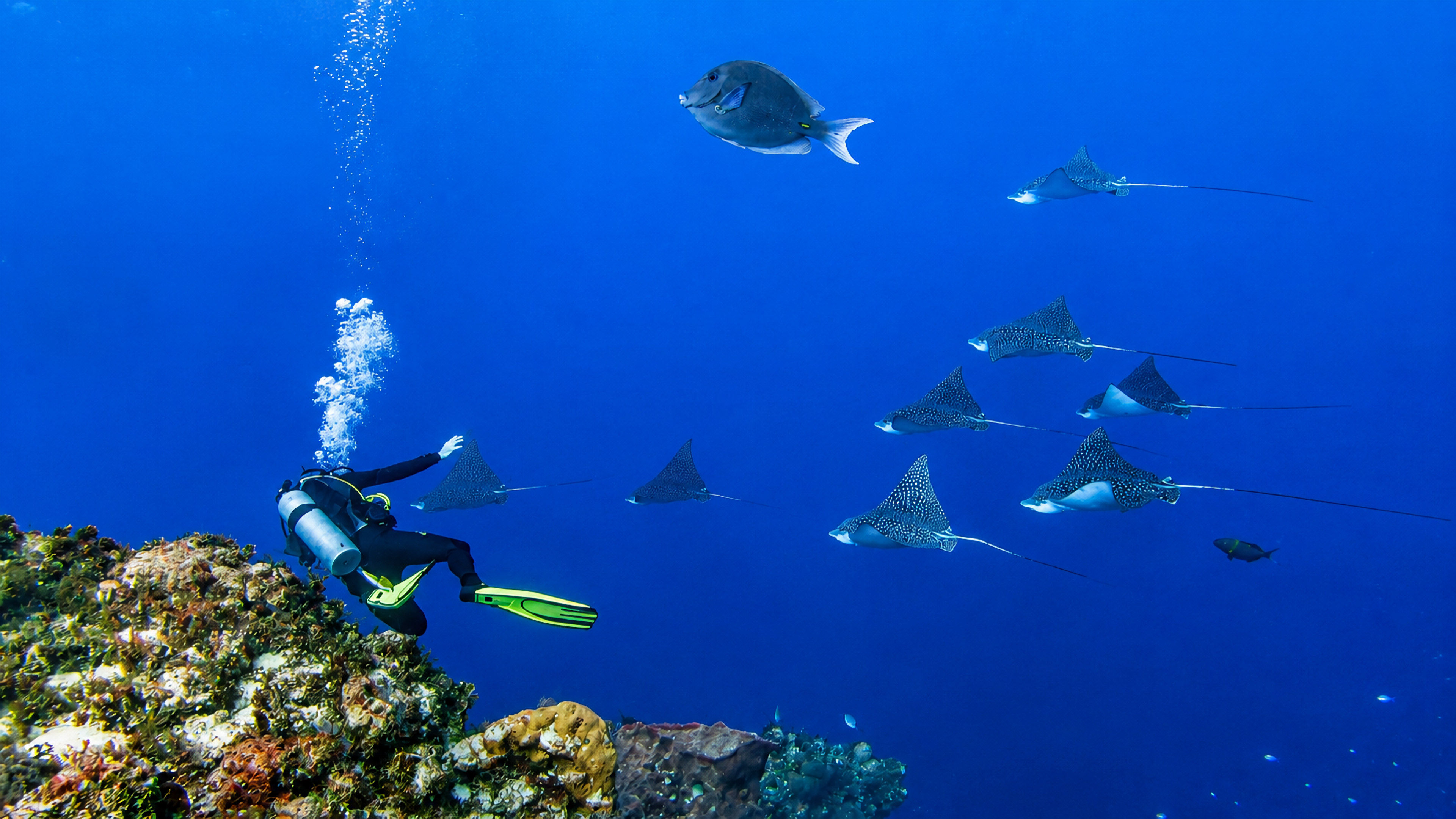 Diver watching a group of eagle rays glide over the reef wall