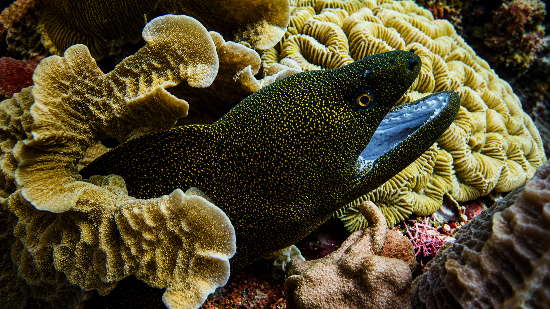 A Gold-speckled Moray tucked into coral