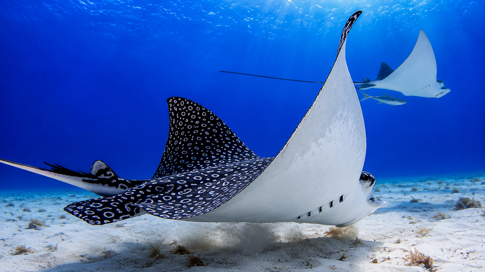 Eagle ray lifting from the sandy bottom after feeding