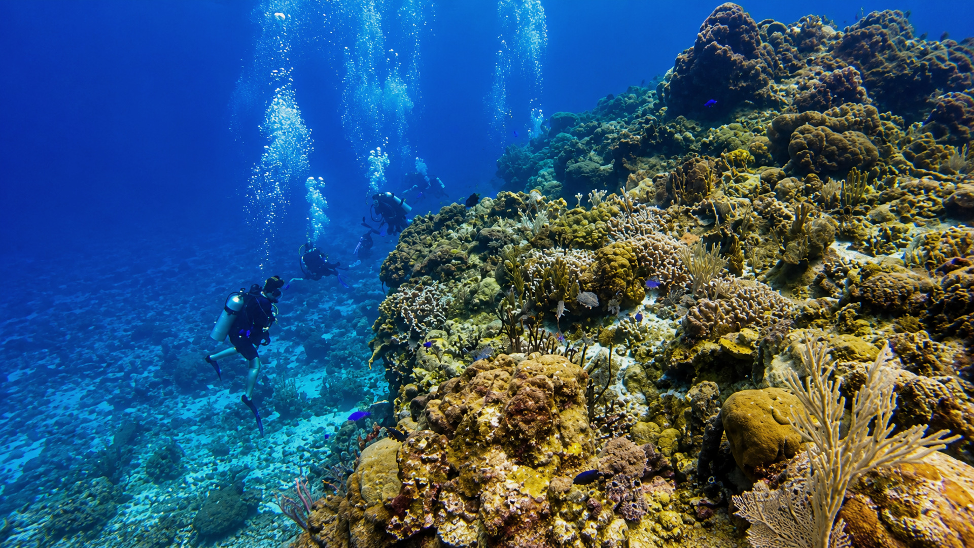 Francesa Reef in Cozumel