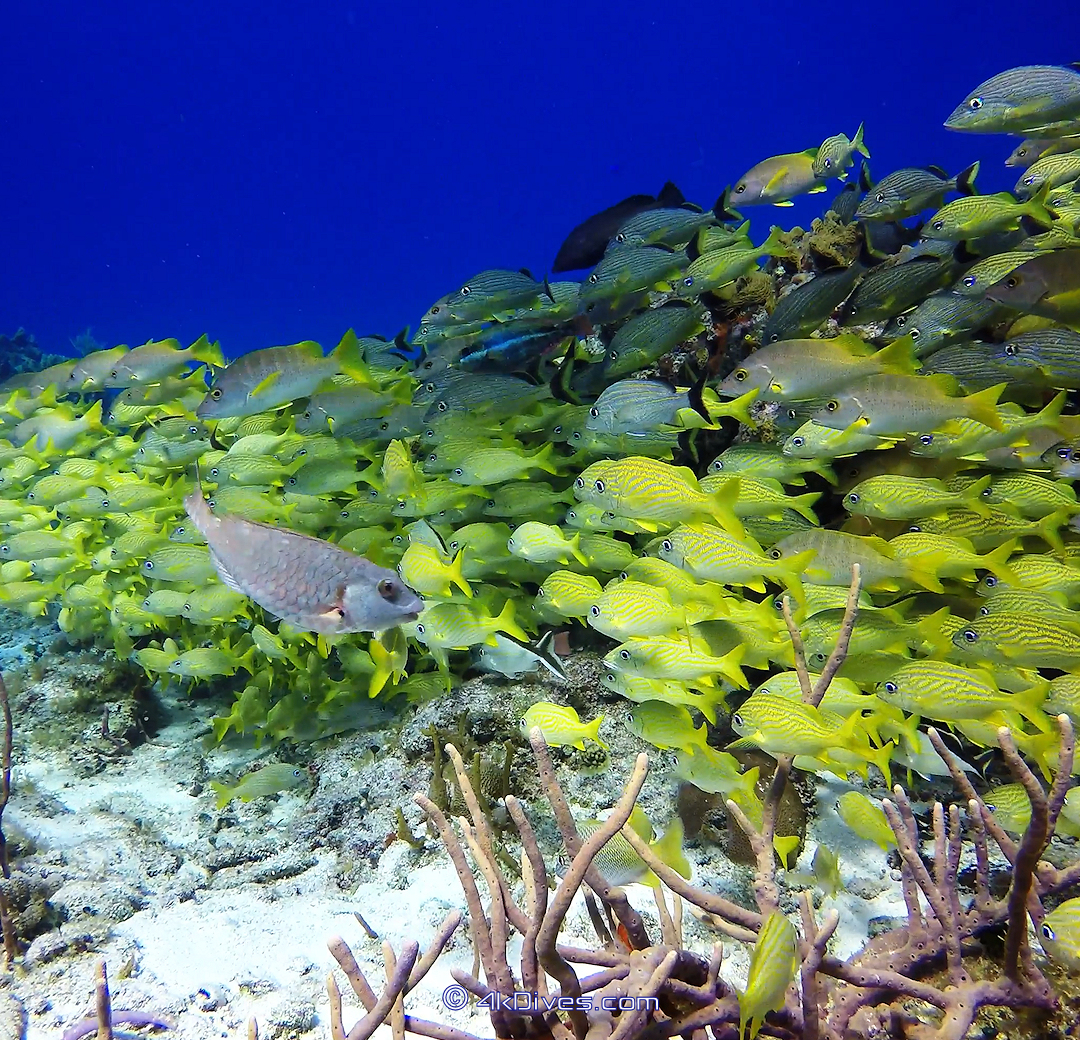 School of Fish