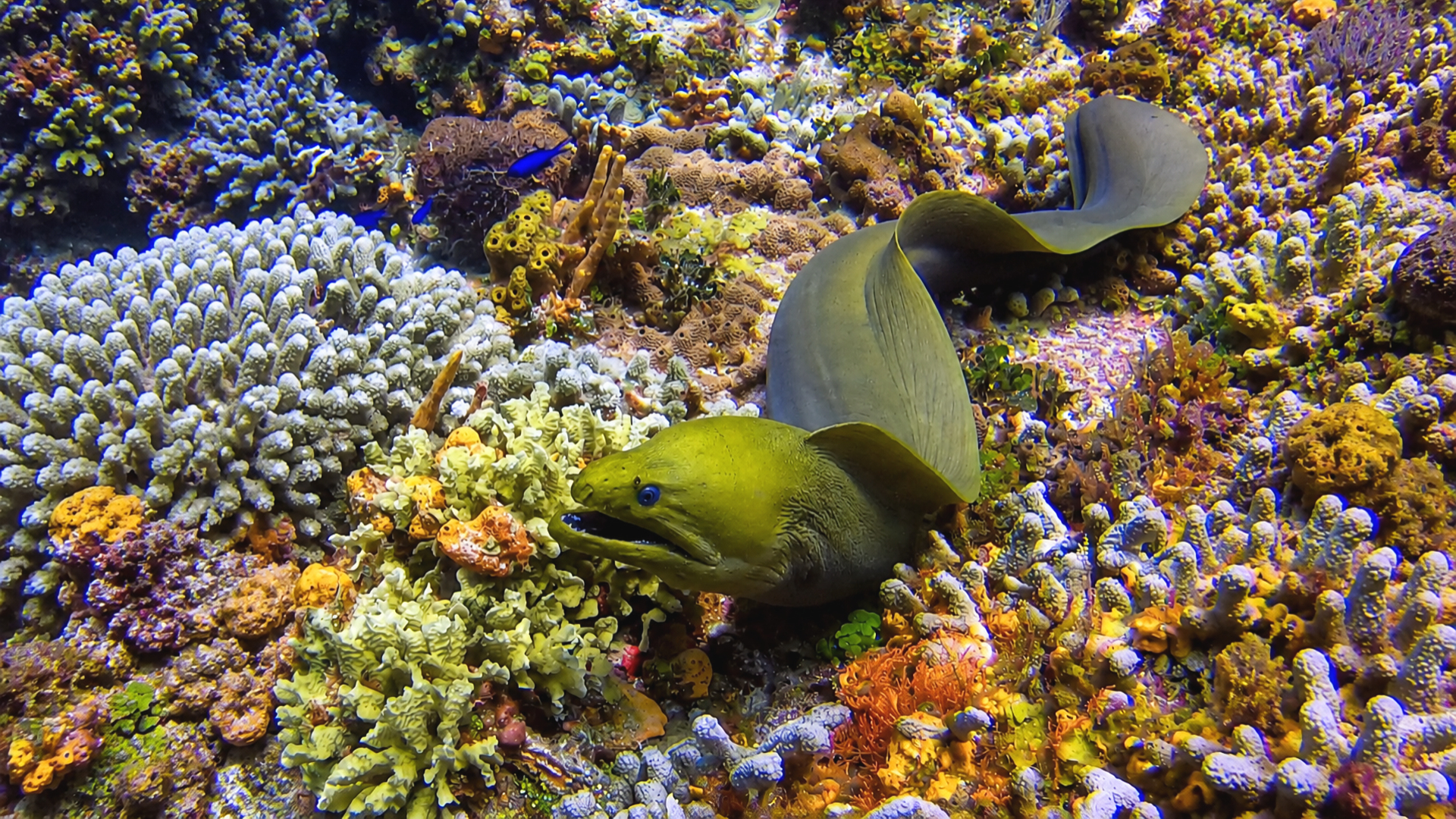 Giant Green Moray Eel