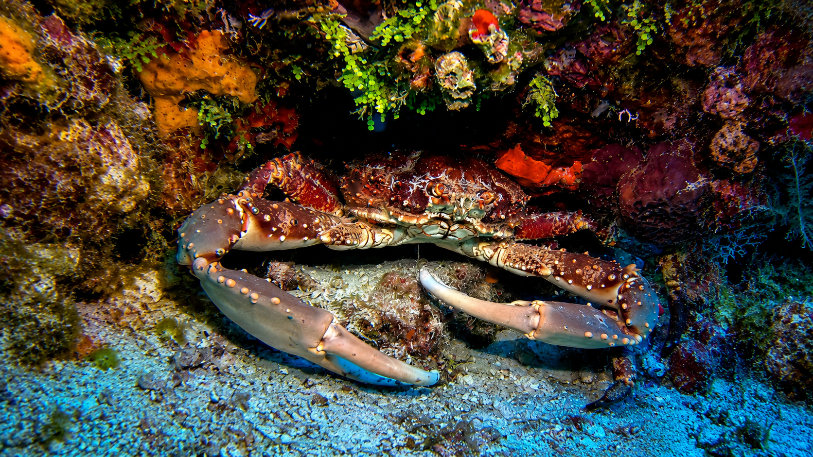 Caribbean King Crab