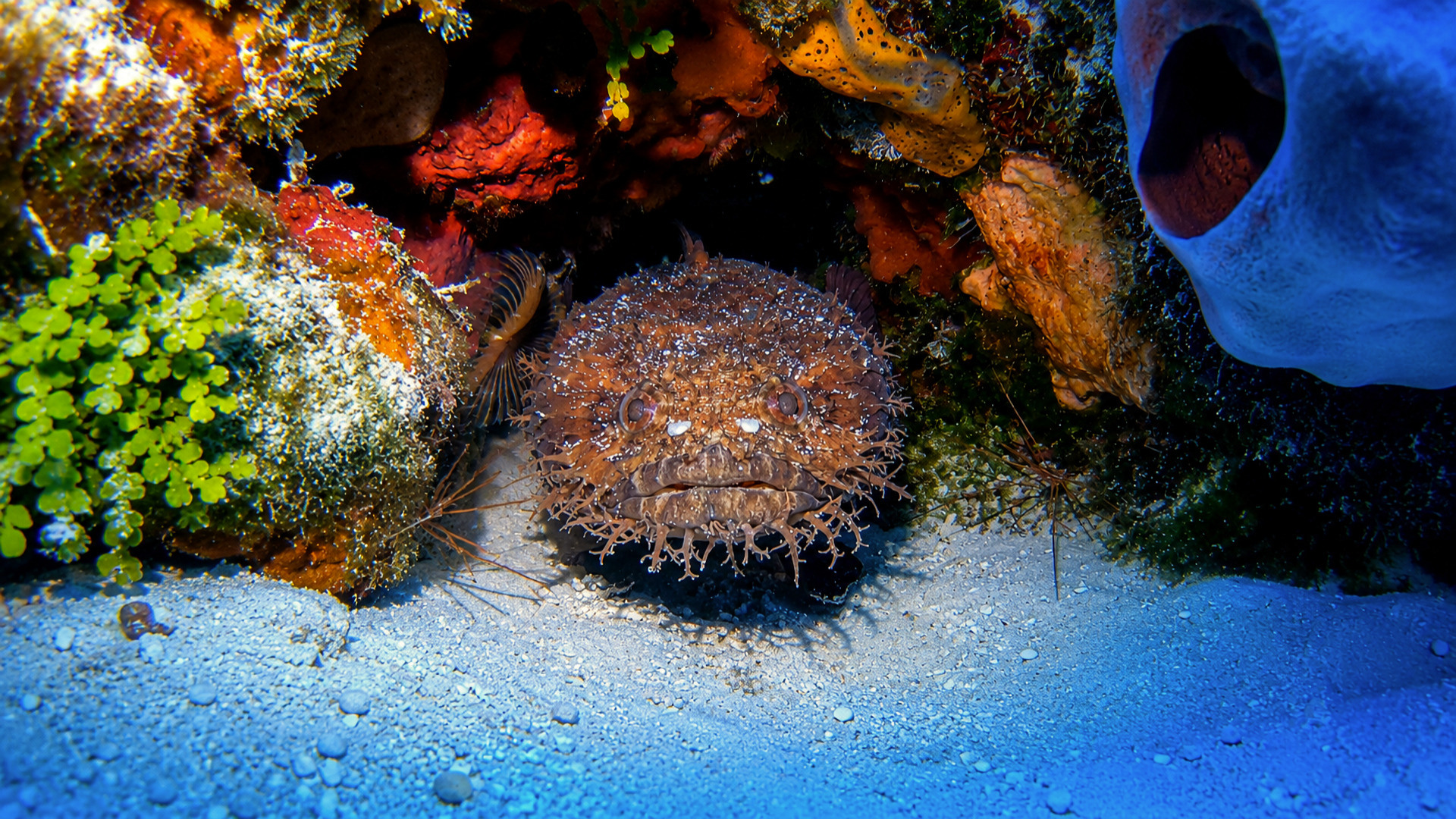 An Oyster Toadfish resting in a colorful reef crevice
