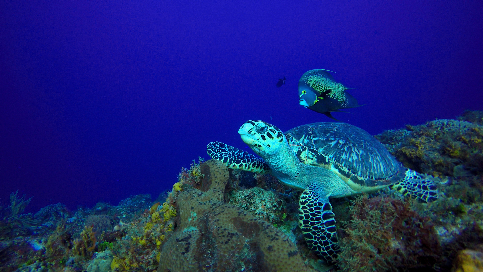 Sea turtle on Santa Rosa reef