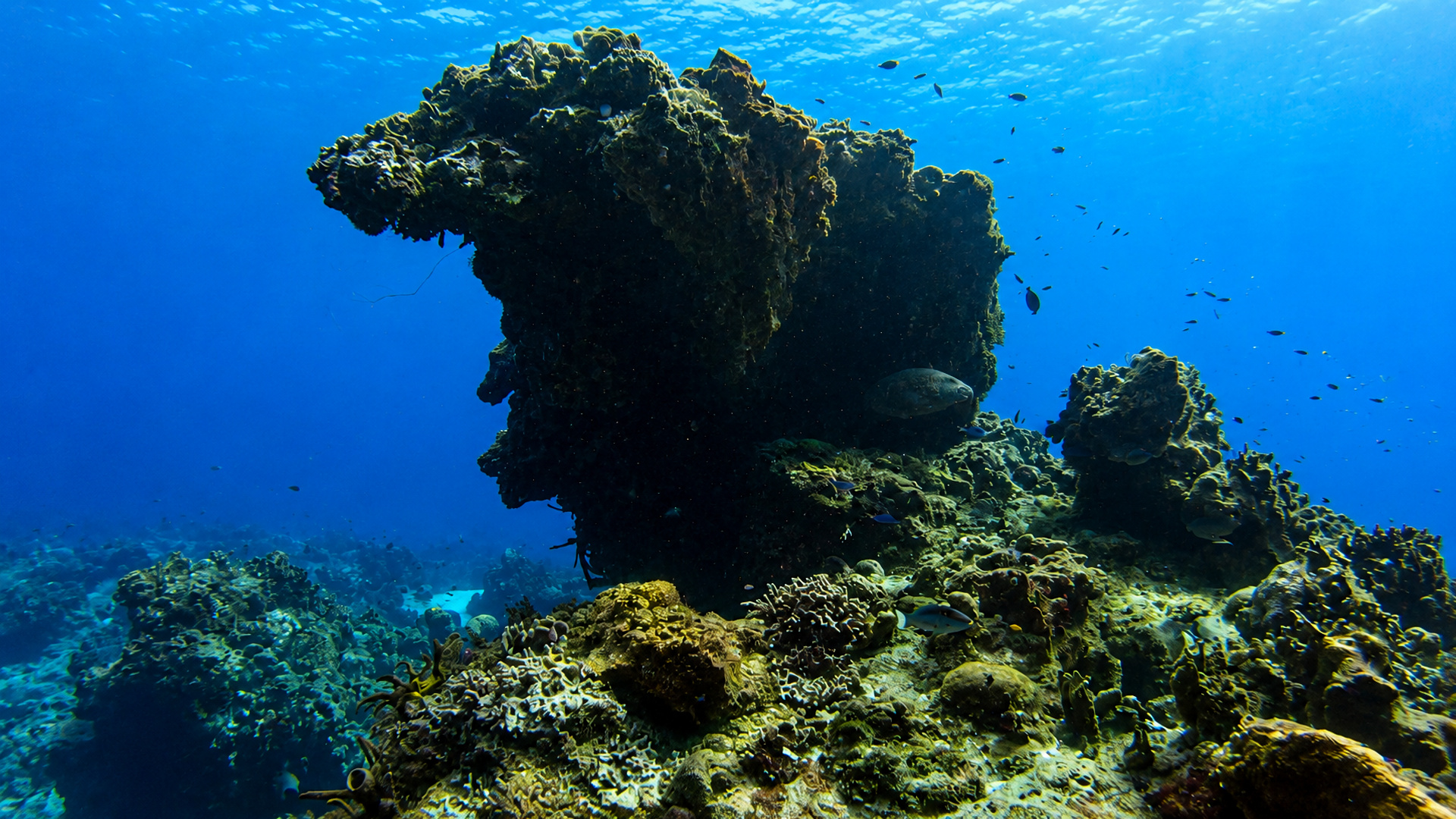 Santa Rosa Wall reef in Cozumel