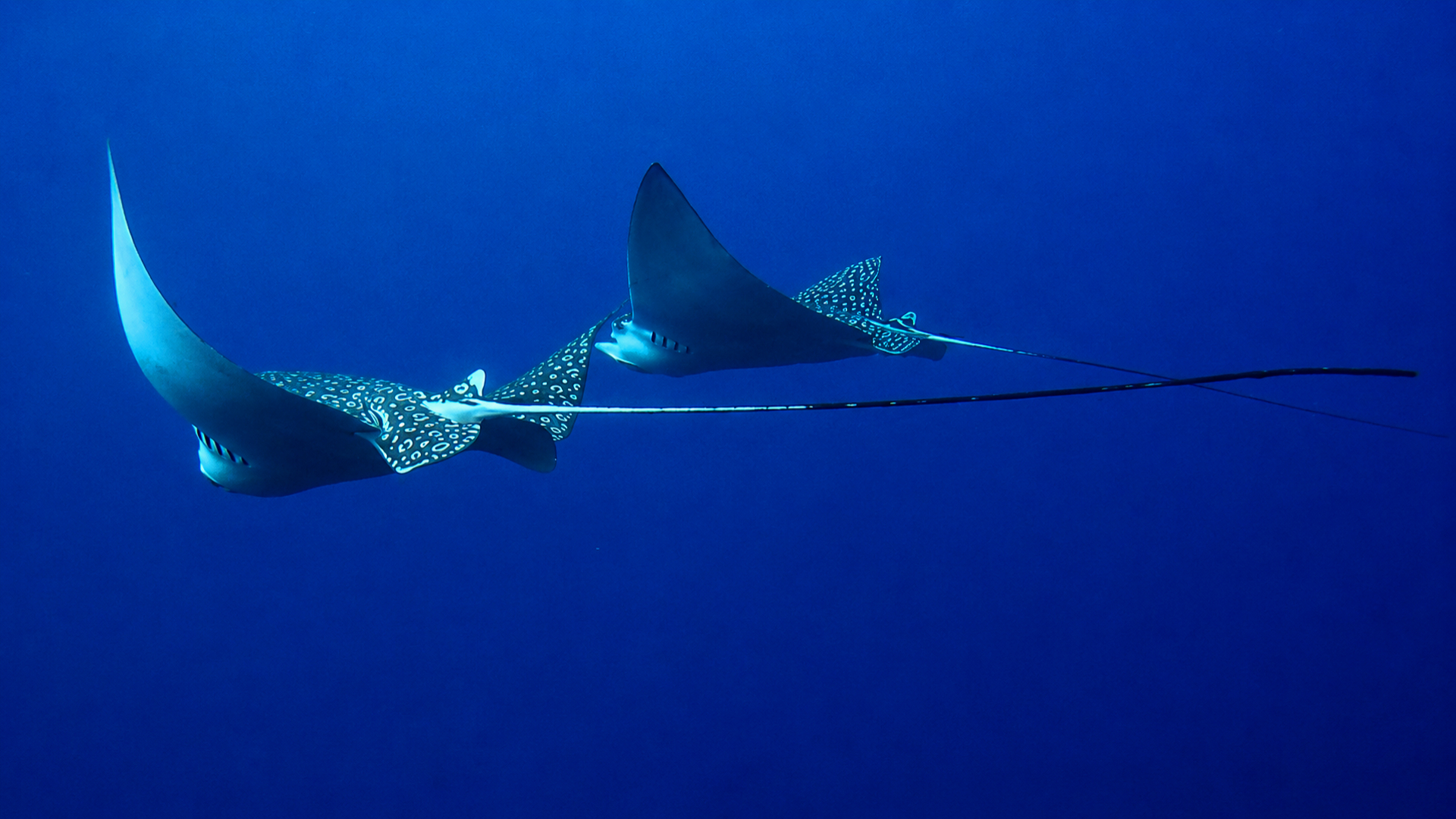 Two eagle rays gliding through open blue water