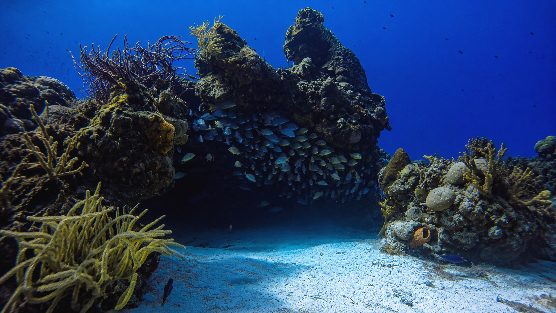 Fish gathered beneath a reef ledge in shadow