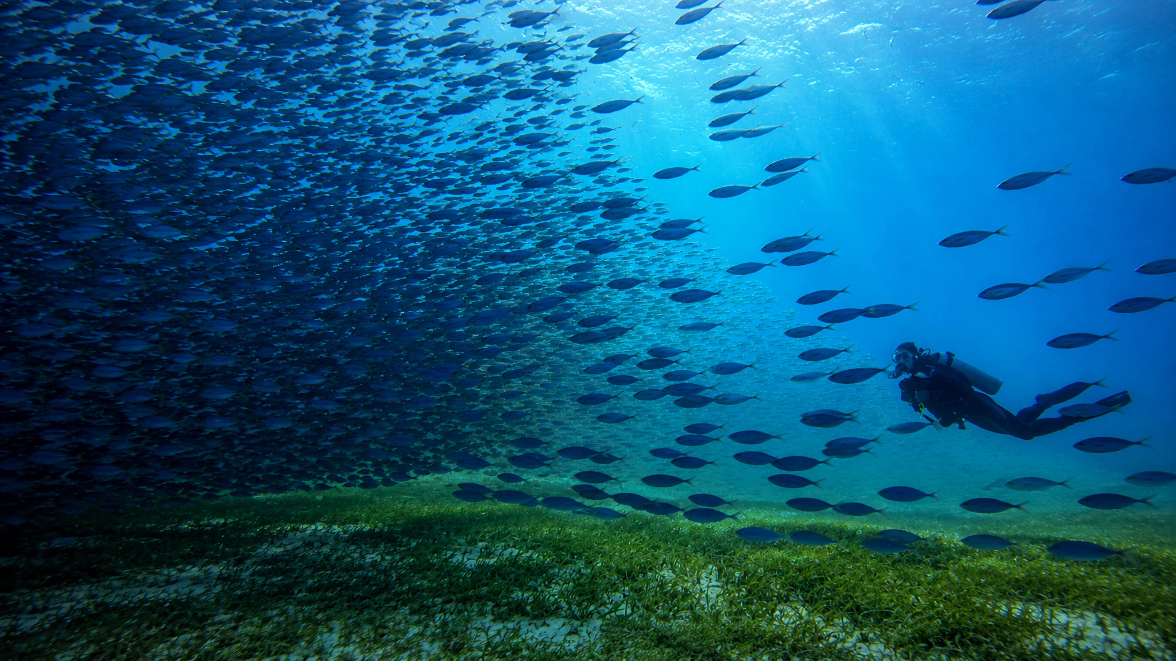 A mixed school of reef fish near coral and sponge growth