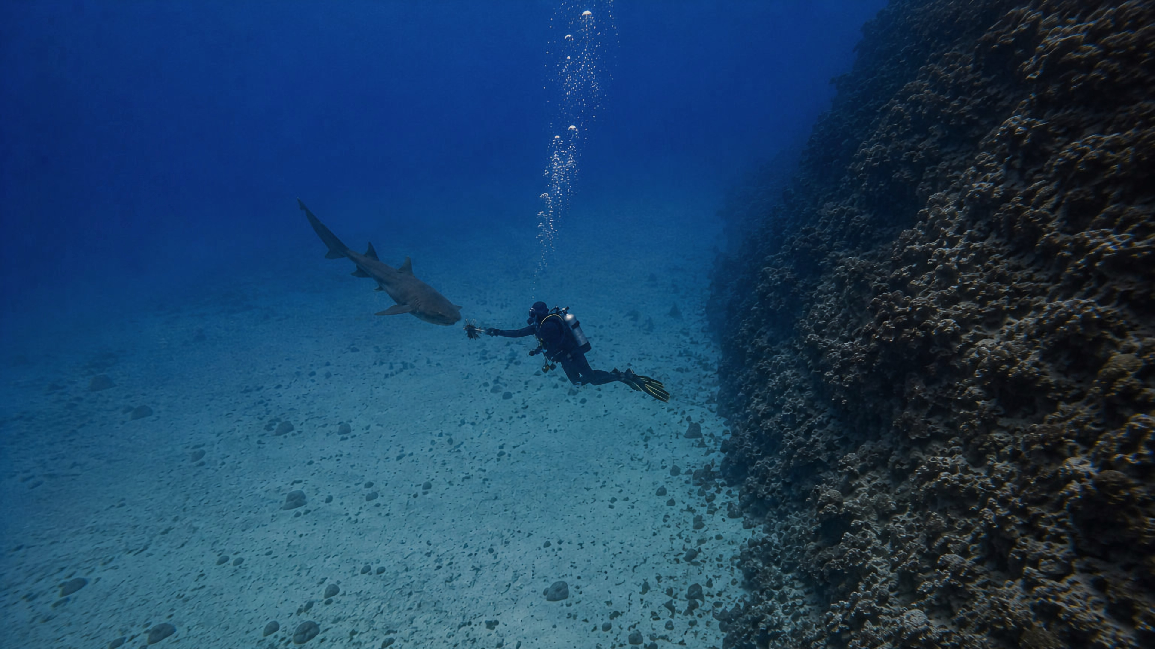A shark moving closer to a diver near a reef wall
