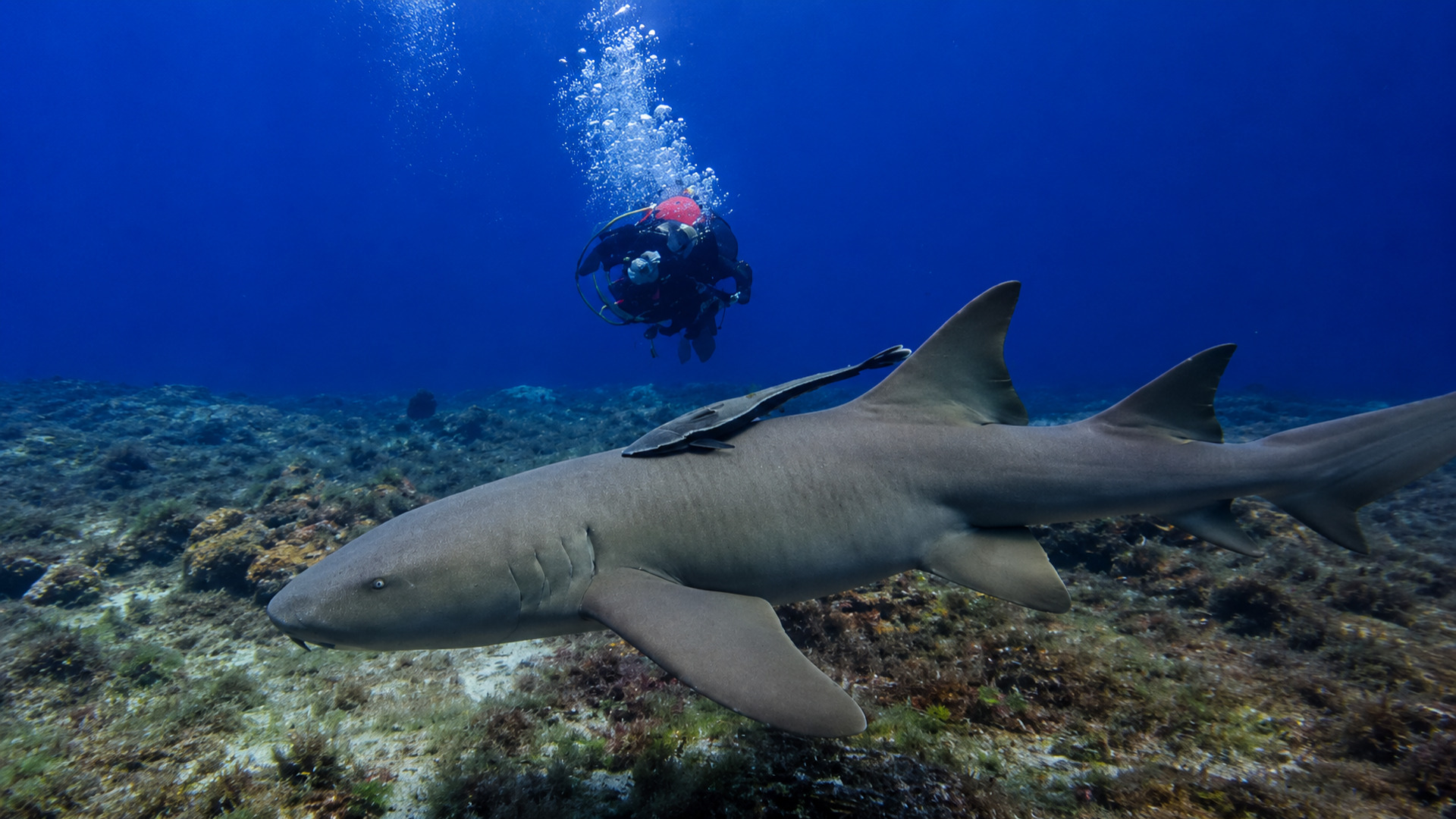 A shark near a sand plume beside the reef