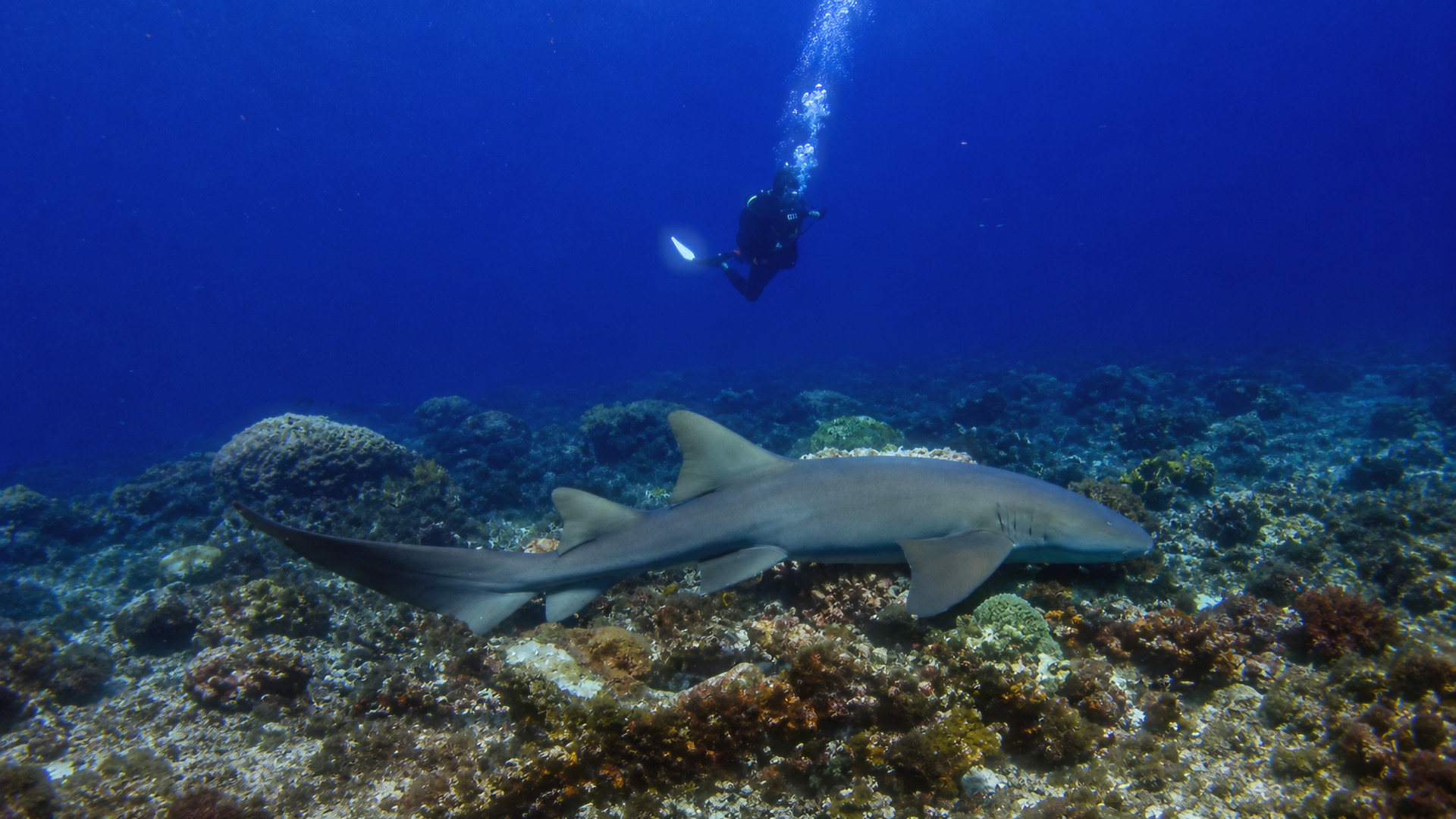 A diver watches a nurse shark swim across a reef