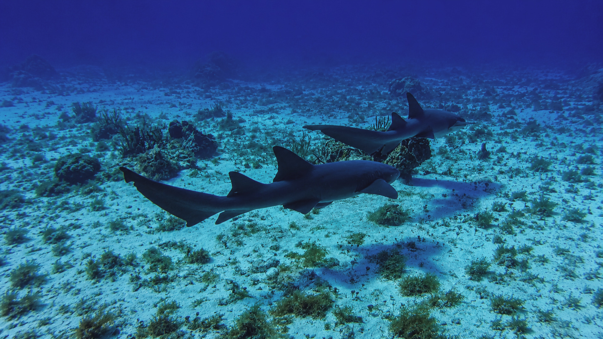 Two sharks swimming over a sandy seabed