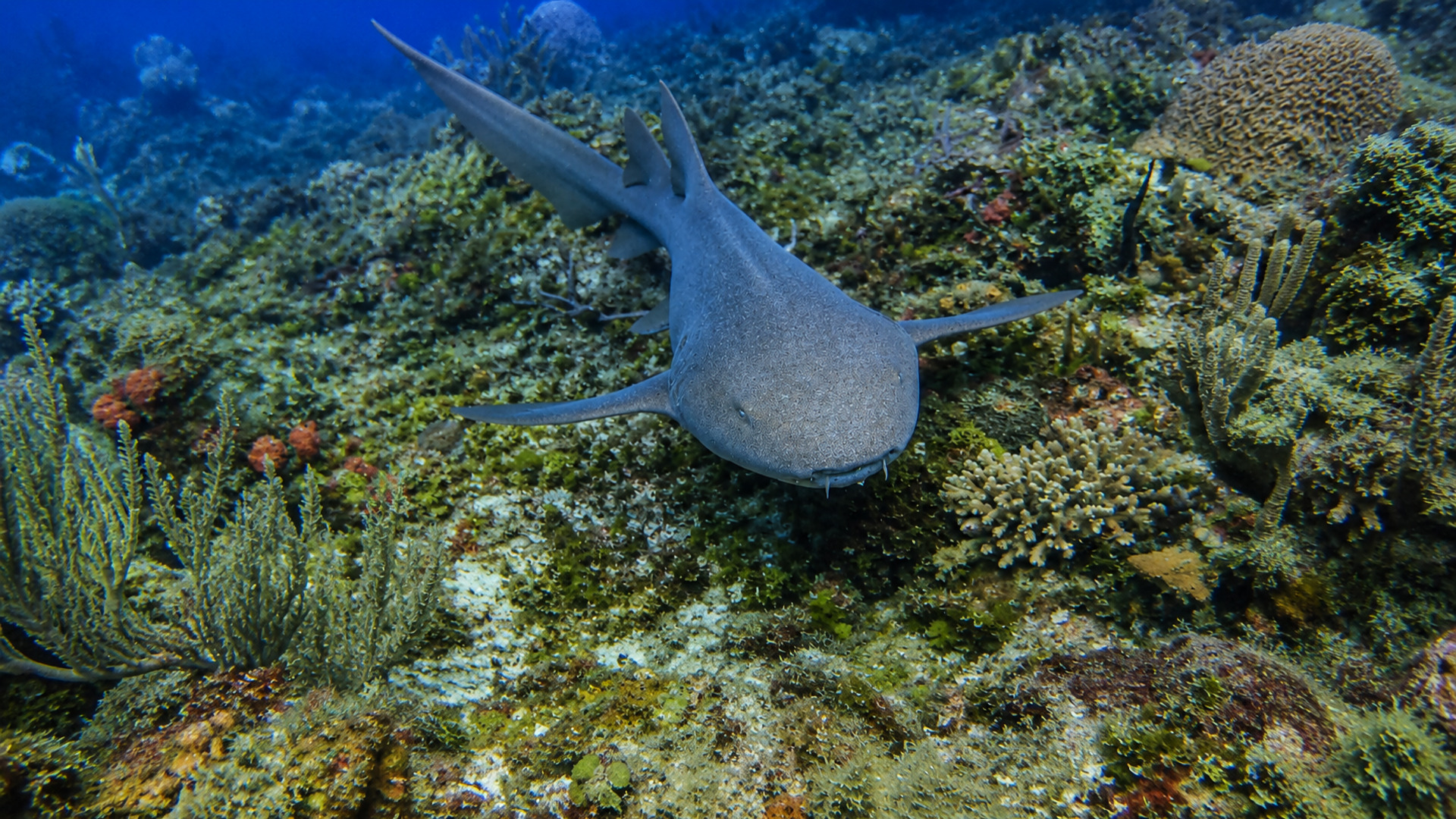 A nurse shark approaching head-on over the reef
