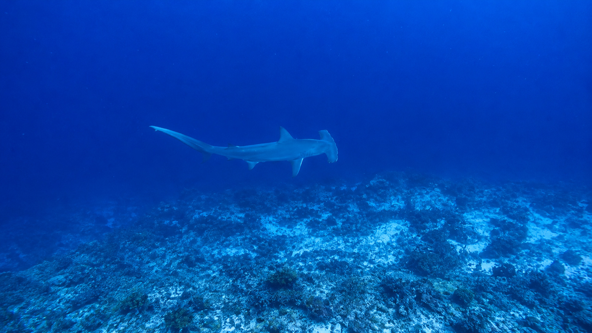 A hammerhead shark swimming over the reef in blue water