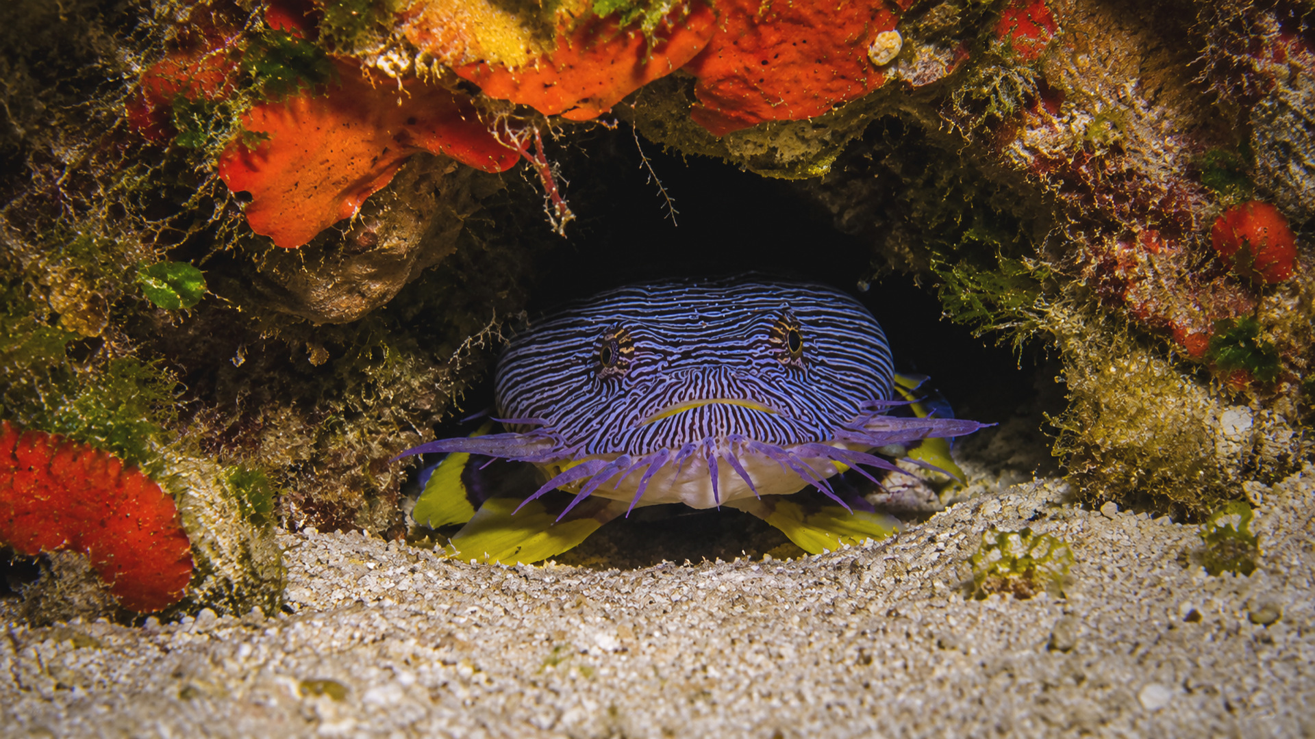 Symmetrical close portrait of a Splendid Toadfish in a reef opening