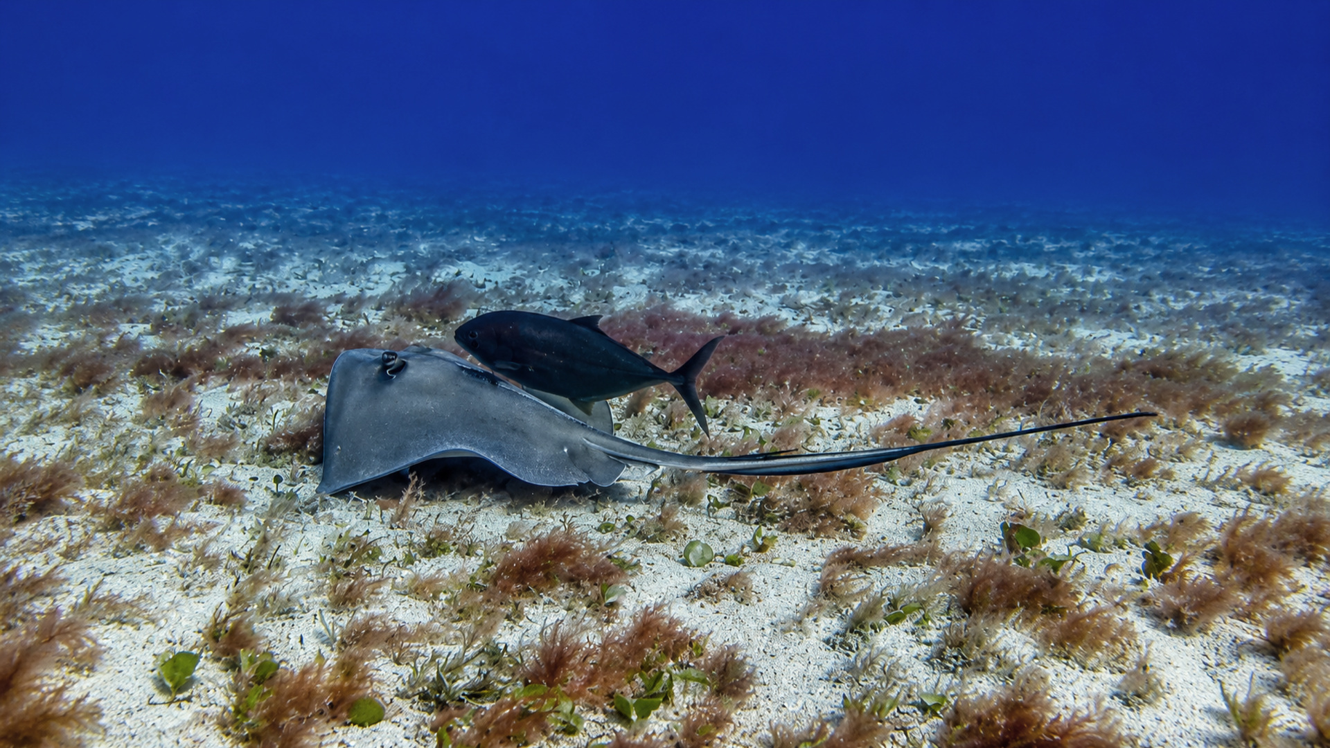 A stingray with a dark fish above a seagrass bottom