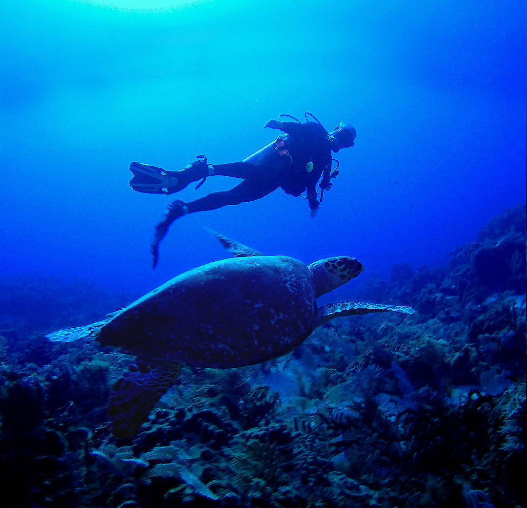 Sea Turtle